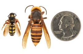  Scolidae ( Crioscolia alcione ) (left) compared to  Vespa mandarinia  (right), dorsal view; photos by Hanna Royals and Todd Gilligan, USDA APHIS PPQ ITP 
